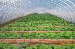 赤峰蔬菜大棚蔬菜批發(fā)電話號碼