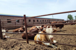 赤峰肉牛廠家電話地址查詢號碼