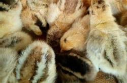 赤峰孵化雞苗批發(fā)電話號碼