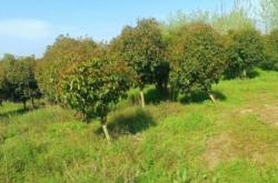 赤峰樹(shù)苗基地