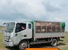 赤峰羊羔火鍋店電話號碼多少