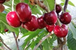 赤峰授粉藥生產(chǎn)商電話號(hào)碼