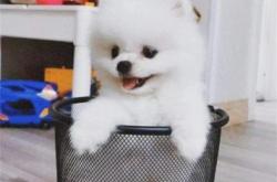 赤峰同城犬舍電話號(hào)碼多少號(hào)