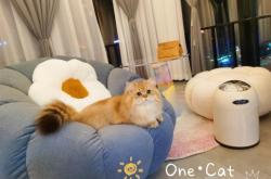 赤峰貓咪洗護(hù)中心電話號(hào)碼查詢