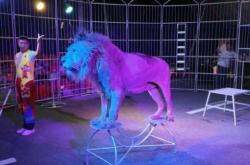 皇家馬戲赤峰店電話號(hào)碼