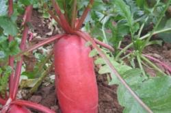 赤峰紅皮蘿卜種植基地電話號碼