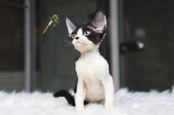 赤峰有沒有貓舍啊電話多少