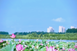 赤峰新井荷花池社區(qū)電話號(hào)碼