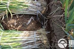 內(nèi)蒙赤峰收購大蔥電話號(hào)碼是多少