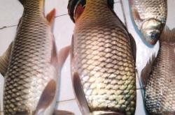 赤峰附近賣魚具的地方電話號(hào)碼