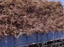 赤峰出售杏樹苗電話號(hào)碼是多少