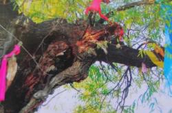 赤峰到樓子店順風(fēng)車電話號碼