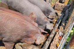 赤峰郝家鮮豬肉店電話號(hào)碼