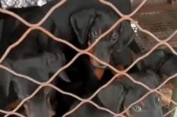 赤峰上門(mén)訓(xùn)犬的地方電話(huà)號(hào)碼