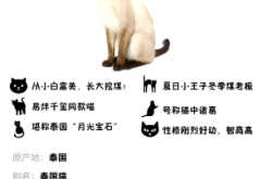 赤峰暹羅貓領(lǐng)養(yǎng)中心電話號碼