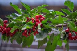 赤峰歐李采摘園電話號碼