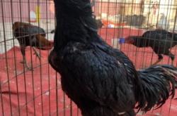 赤峰天元地下養(yǎng)殖場電話號碼