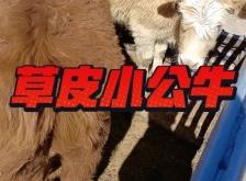 赤峰草皮廠家聯(lián)系電話地址查詢