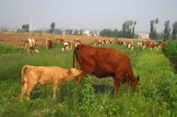 赤峰牛牧市場地址電話號碼