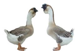 赤峰鵝苗出售最新信息電話號(hào)碼