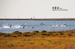 赤峰天鵝湖購票指南電話號碼