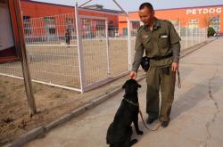 赤峰有沒(méi)有訓(xùn)犬師傅電話(huà)地址