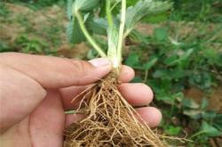 赤峰市種植農(nóng)場(chǎng)電話號(hào)碼查詢