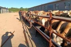 赤峰養(yǎng)牛技術(shù)交流群電話號(hào)碼