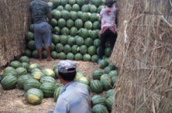赤峰采摘西瓜基地電話號碼