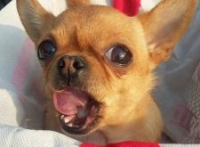 赤峰市售賣小狗電話地址查詢