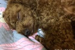 赤峰領(lǐng)養(yǎng)貓狗的地方電話號碼