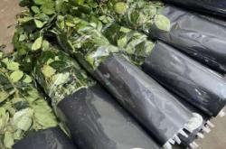 赤峰玫瑰花批發(fā)