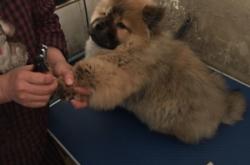 赤峰市寵物收留所電話號(hào)碼