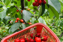 赤峰采摘園大櫻桃推薦電話地址