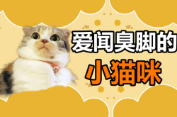 赤峰貓咪免費送人電話查詢號碼