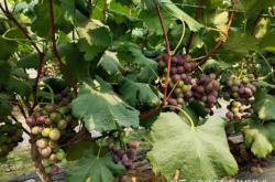 赤峰賣葡萄肥料的地方電話號碼