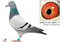 赤峰買鴿子肉的地方電話號(hào)碼