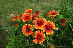 赤峰天人菊商家電話號(hào)碼是多少