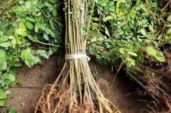 赤峰刺槐苗廠家電話地址查詢