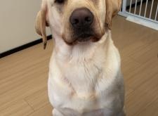 赤峰錦山領養(yǎng)狗電話號碼是多少