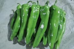 內(nèi)蒙赤峰辣椒收購(gòu)電話號(hào)碼是多少