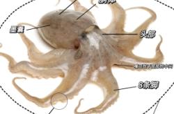 赤峰凌記魷魚館電話號(hào)碼查詢