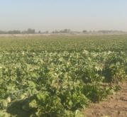 赤峰附近挖菜機(jī)出租電話號碼