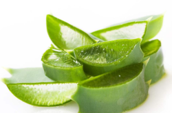 赤峰賣鮮蘆薈的電話地址是多少