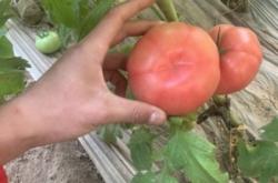 赤峰收柿子電話號(hào)碼多少號(hào)