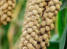 赤峰驢蹄批發(fā)電話地址查詢