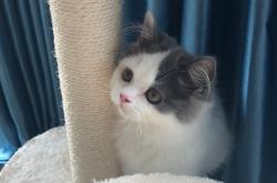 赤峰如意貓舍電話多少號