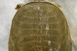 赤峰賣活甲魚的電話號碼