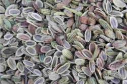 內蒙赤峰藥材種子購銷電話號碼