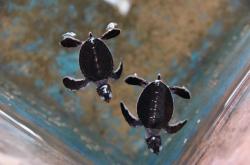 赤峰海洋館綠野仙蹤電話號碼